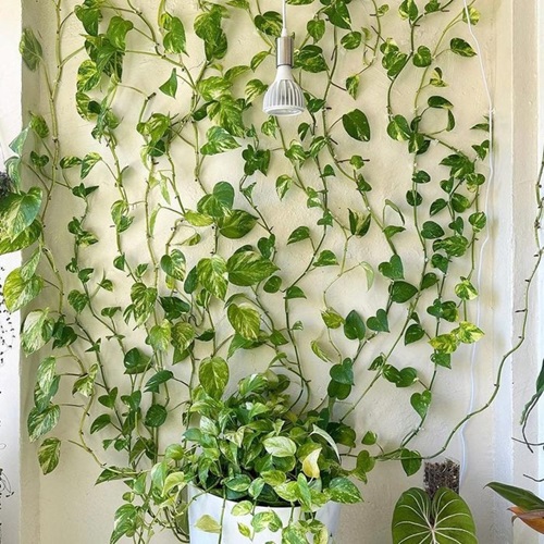 Pothos curtain ideas 3