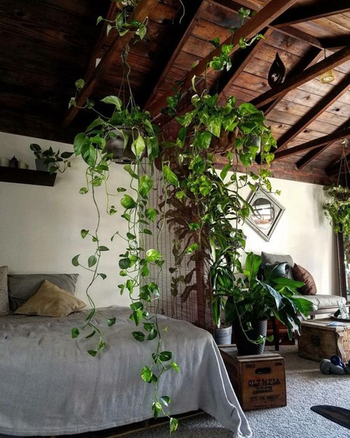 Pothos curtain ideas9