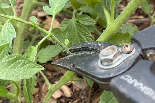 How to Prevent Slugs and Snails in the Garden 7