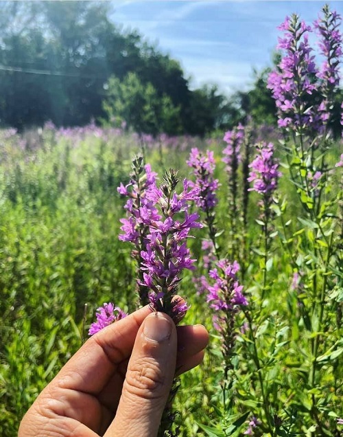 Purple Flower Weeds 11