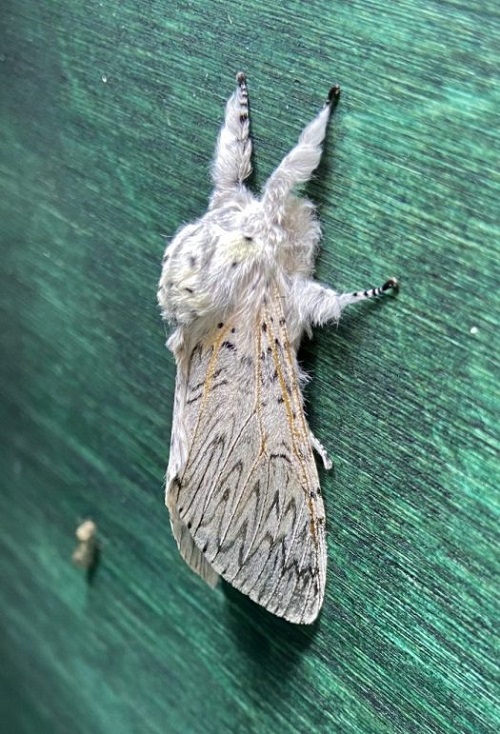 Fluffy and Fuzzy Moths 3