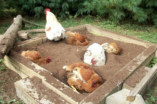 Chicken Dust Bath 15