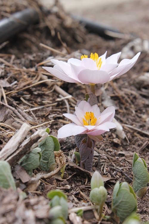 Pink Wildflowers 1