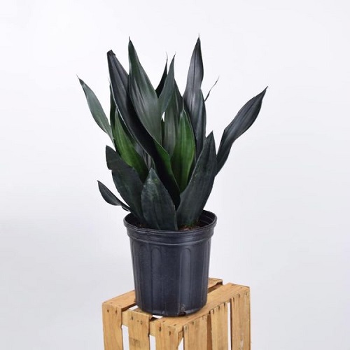 Black Snake Plants 3