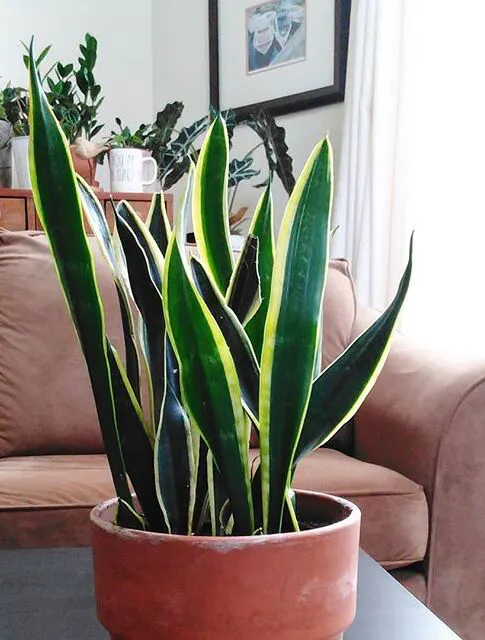 Black Snake Plants 1