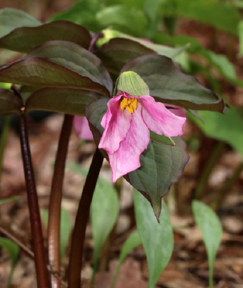 Pink Wildflowers 19