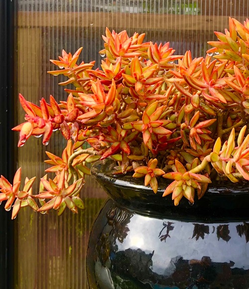 Orange Succulents 5