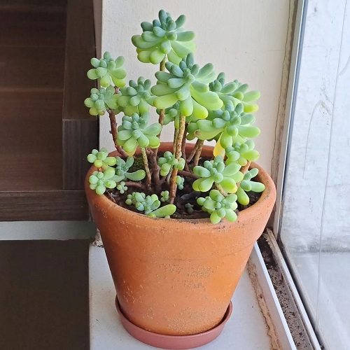 Succulents That Look Like Peas 9