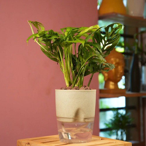 Best Monstera Watering Tips 9