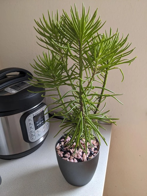 Senecio barbertonicus plant on table