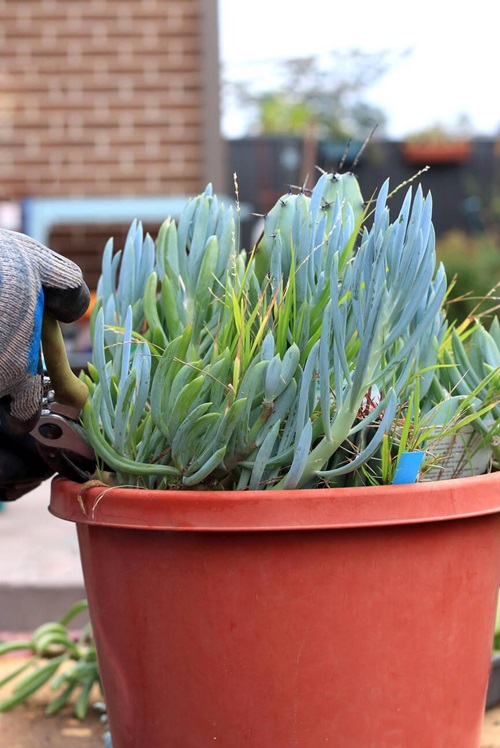 Senecio mandraliscae potted plant