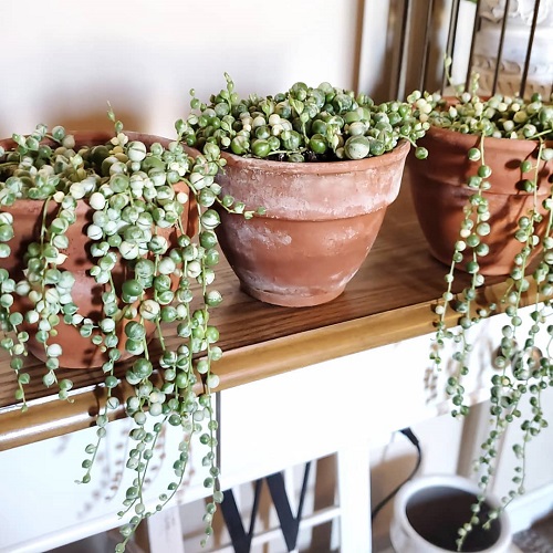 Succulents That Look Like Peas 3