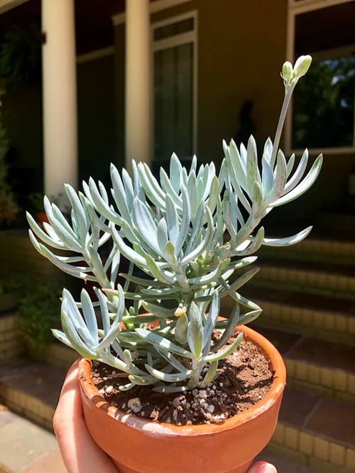 Senecio serpens Look like Rosemerry