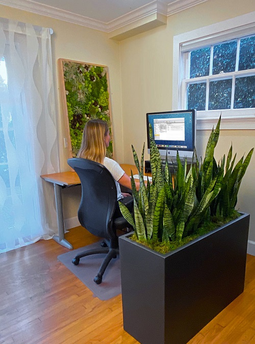 Snake Plant Room Divider 13