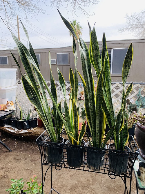 Snake Plant Room Divider 7