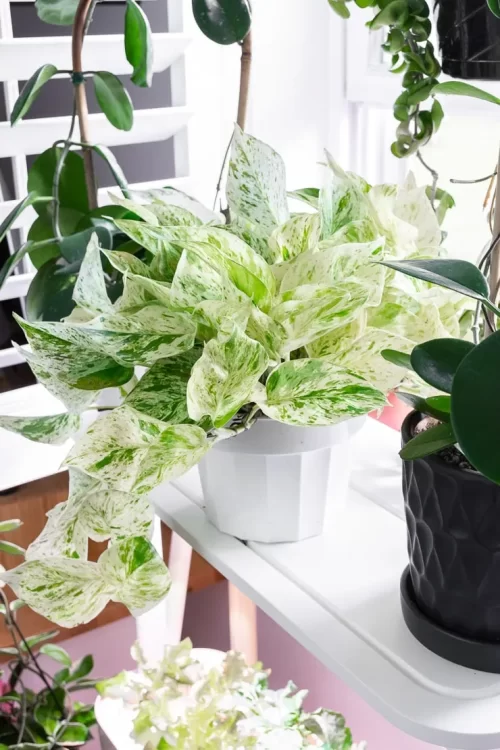 Variegated Pothos Plants 9