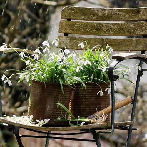 Flowers that Bloom in Late Fall and Winter 1