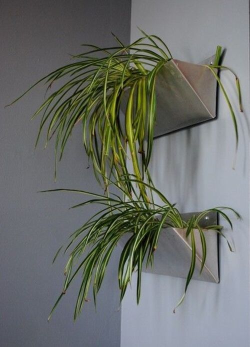 Spider Plant Wall Decor 5