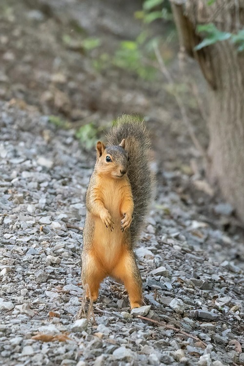 Spiritual Meaning of Squirrel Crossing Your Path