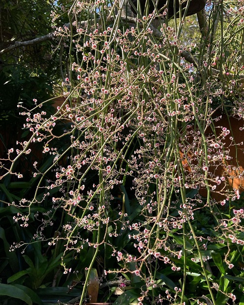 String of Stars Plant 2