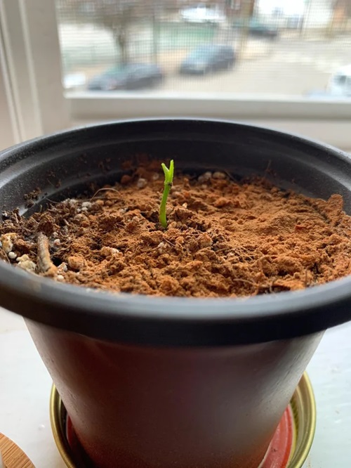 Lemon Tree Growth Stages 1