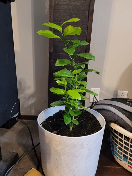 Lemon Tree Growth Stages 3