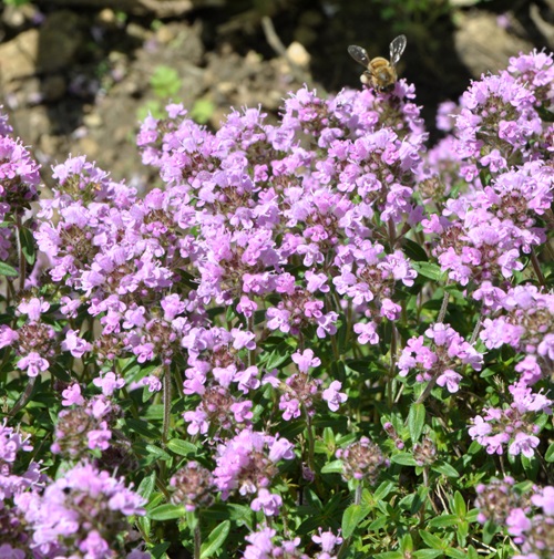 Tiny Pink Flowers 13