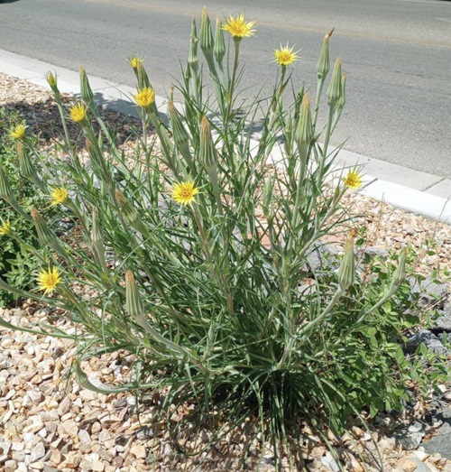 Yellow Wildflowers 37