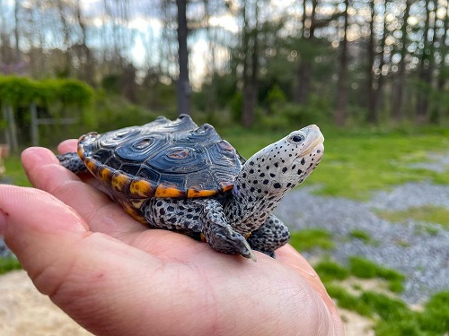 What Does it Mean When a Turtle Visits You