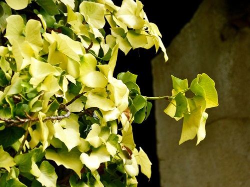 Variegated English Ivy Varieties 5