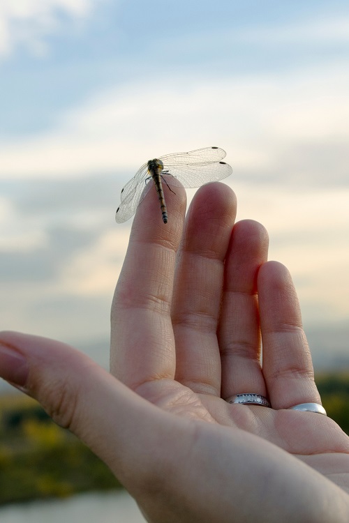 What Does It Mean When a Dead Dragonfly Lands on You 2