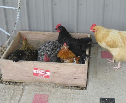 Chicken Dust Bath 5