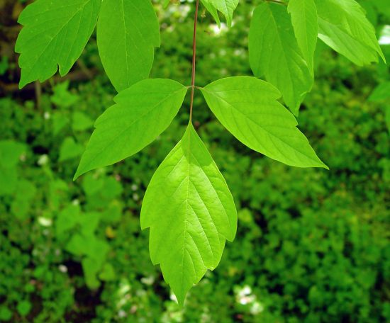 Box Elder vs. Poison Ivy