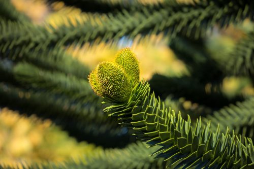 Trees that Look Like Penises 1