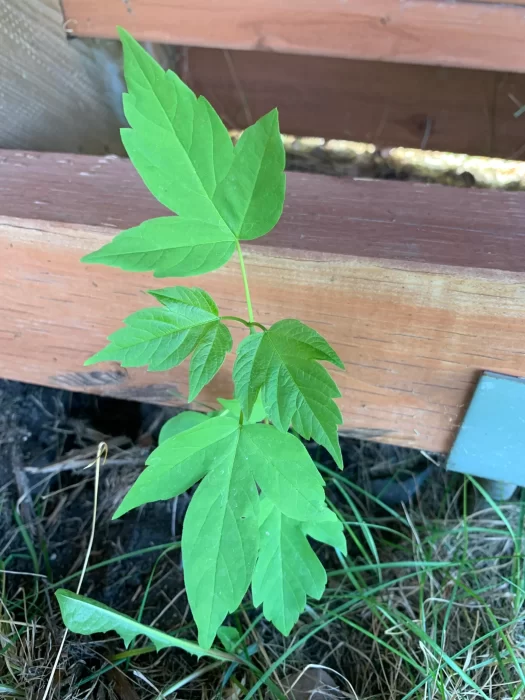 Box Elder vs. Poison Ivy 2