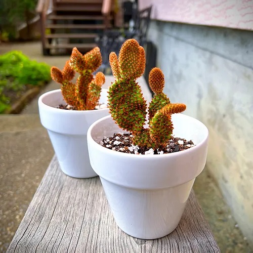 Orange Succulents 9