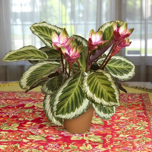 Flowering Calatheas 9