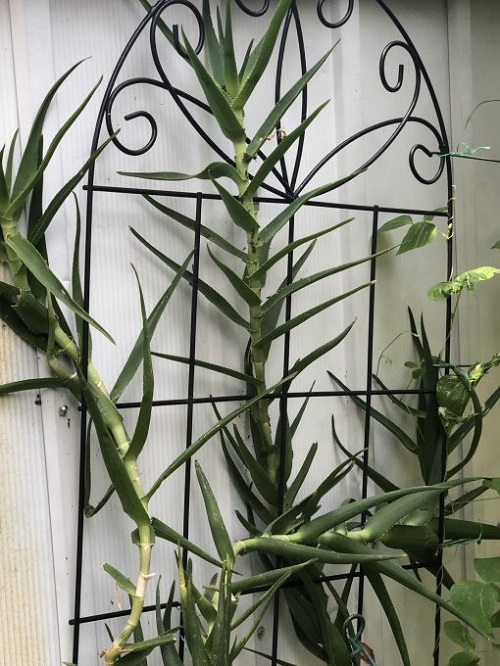 How to Grow Climbing Aloe Indoors as a Vine