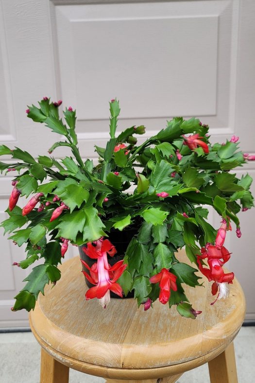 Thanksgiving Cactus Growing Tips 2