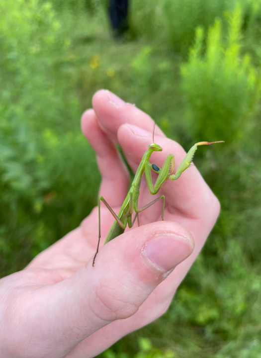 What Does it Mean When You See a Praying Mantis 1