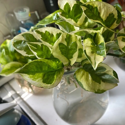 Lemon Meringue Pothos 3