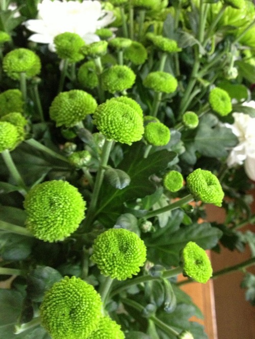 Green Chrysanthemum Varieties 12