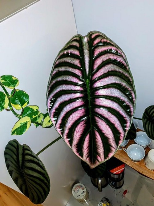 Houseplants of Unusual Colors 13