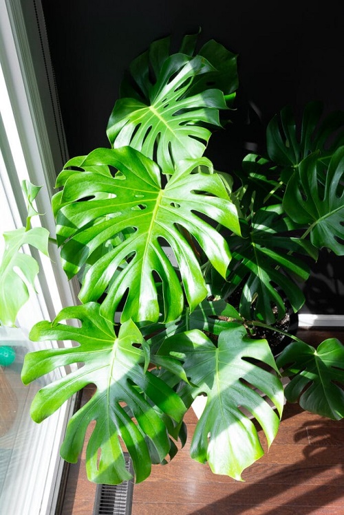 Why Do Monstera Leaves Split 2