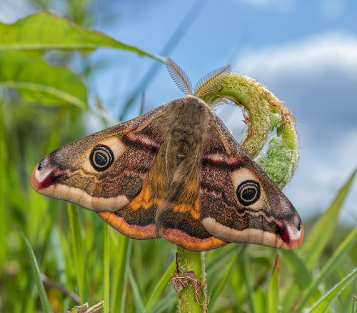 What Does it Mean When a Moth Lands on You