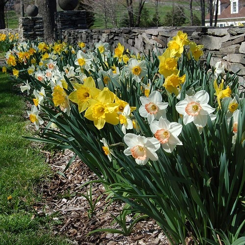 Ways to Grow Narcissus 7