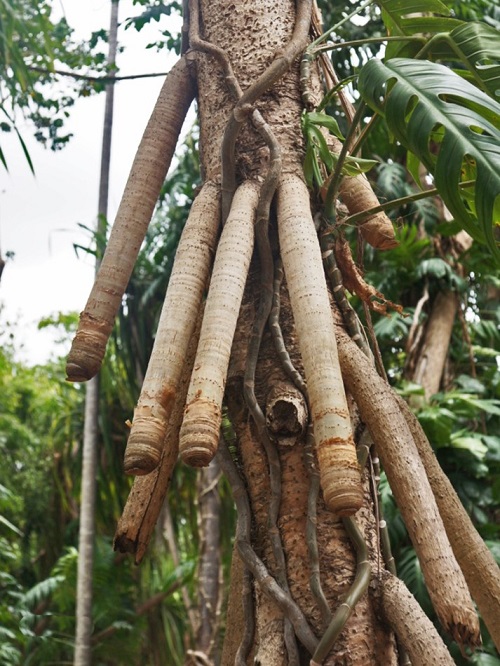 Trees that Look Like Penises 3