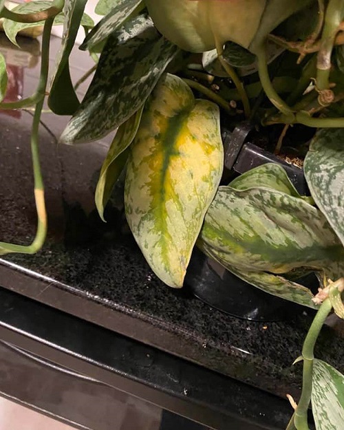 Pothos Leaves Curling 11