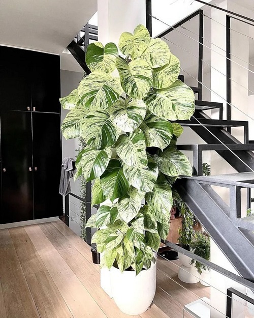 Growing Pothos as a Tree 1