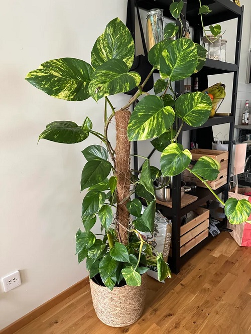 Pothos Leaves Curling 15